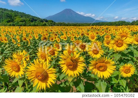富士山和向日葵 山中湖花宮湖公園 105470102
