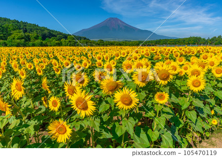 Mt.Fuji and sunflowers Lake Yamanaka Hananomiyako Park 105470119
