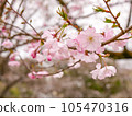 Pretty cherry blossoms with semi-double flowers ② [Horizontal] 105470316