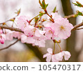 Pretty cherry blossoms with semi-double blooms ③ [closer] 105470317