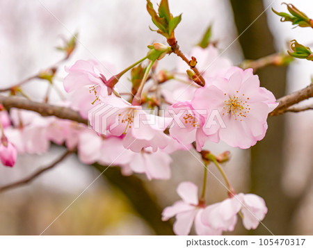 Pretty cherry blossoms with semi-double blooms ③ [closer] 105470317