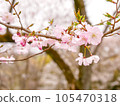 Pretty cherry blossoms with semi-double blooms ➃ [Pull] 105470318