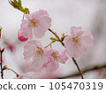 Pretty cherry blossoms with semi-double flowers (1) [close-up] 105470319