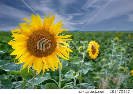 Sunflower flowers against the background of a growing field of sunflowers, in summer with a blue sky and a white background of cirrus clouds, Ukraine landscape 105470367