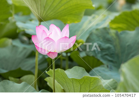 I found a bright pink lotus flower in full bloom in a pond. Nelumbo nucifera 105470417