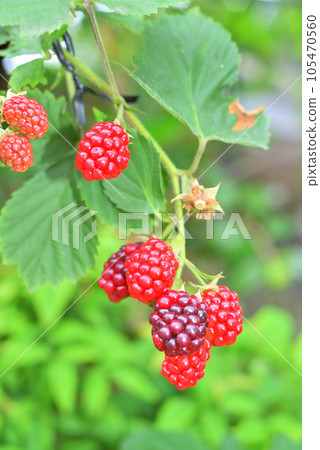 red blackberry fruit red blackberry fruit 105470560