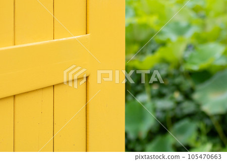 Large lotus leaves visible through the yellow door. Nelumbo nucifera Large lotus leaves visible through the yellow door. Nelumbo nucifera 105470663