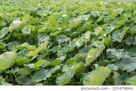 Large green lotus leaves found in a pond. Nelumbo nucifera 105470664
