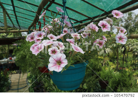 Surfinia flower plant on hanging pot in farm 105470792