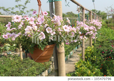 Surfinia flower plant on hanging pot in farm 105470796