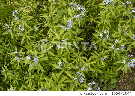 丁子荘開著整齊的藍紫色花朵，形狀像鼎 105471044