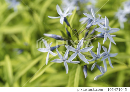 Chojisou 特寫，藍紫色花朵整齊，形狀類似鼎 105471045