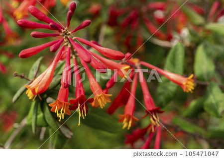 Tsukinuki Nintou 特寫鏡頭，雄蕊和雌蕊出現在向外輻射的紅色圓柱形花瓣的尖端 105471047