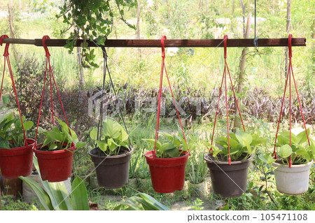 neon money plant on hanging pot neon money plant on hanging pot 105471108