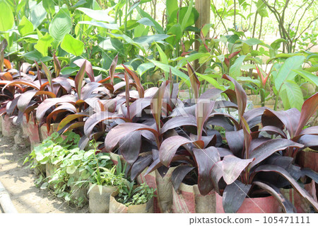 Cordyline fruticosa tree plant on farm 105471111