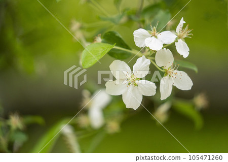 Close-up of white petals of Tsukushikaidou, which is said to be extinct in the wild Close-up of white petals of Tsukushikaidou, which is said to be extinct in the wild 105471260