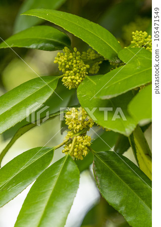 淡黃色的花朵，由塔拉尤 (Tarayou) 的小圓花組成，以其可以在上面寫字的葉子而聞名。 105471549