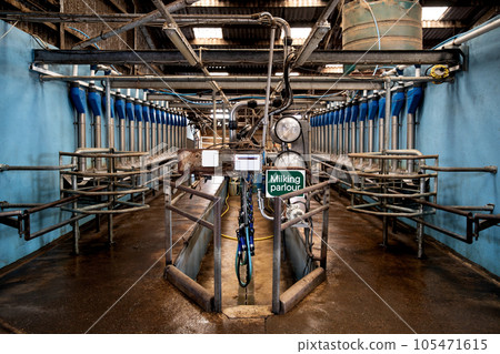 Cattle Milking Parlour in a Rural Dairy Farm Cattle Milking Parlour in a Rural Dairy Farm 105471615