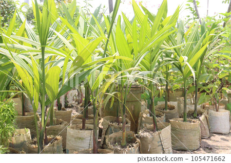 coconut tree on farm for harvest 105471662