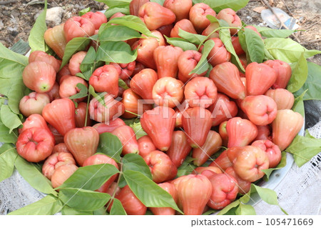 Watery rose apple on tree for harvest 105471669