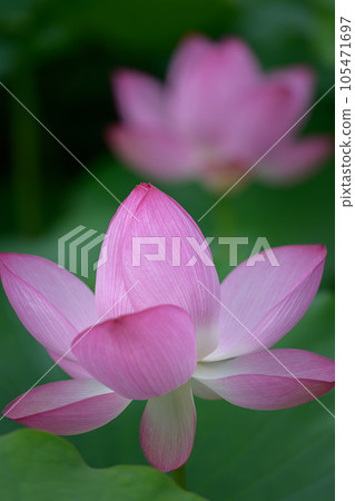 上野公園美麗的蓮花 105471697