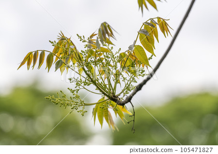 Young leaves with slightly reddish pinnate compound leaves Young leaves with slightly reddish pinnate compound leaves 105471827