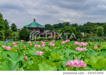 Shinobazu Pond, Bentendo and Lotus Pond, Ueno Park, Taito Ward, Tokyo Shinobazu Pond, Bentendo and Lotus Pond, Ueno Park, Taito Ward, Tokyo 105471848