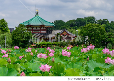 Shinobazu Pond, Bentendo and Lotus Pond, Ueno Park, Taito Ward, Tokyo Shinobazu Pond, Bentendo and Lotus Pond, Ueno Park, Taito Ward, Tokyo 105471849