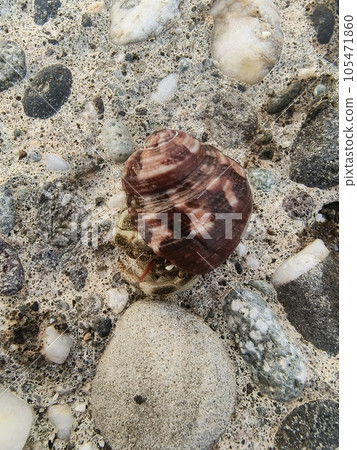shell, crust, with husk 105471860