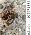 shell, crust, with husk 105471862