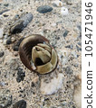 shell, crust, with husk 105471946