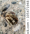 crustacean, crab, living thing 105471948