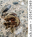 animal, animals, zoological 105471949