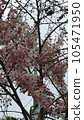 flower, blossoms, flowers 105471950