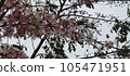 plant, plants, vegetation 105471951