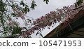 flower, blossoms, flowers 105471953