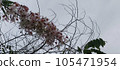flower, blossoms, flowers 105471954