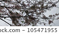 cherry blossom, cherry tree, sakura 105471955