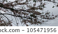 cherry blossom, cherry tree, sakura 105471956