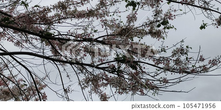 cherry blossom, cherry tree, sakura 105471956