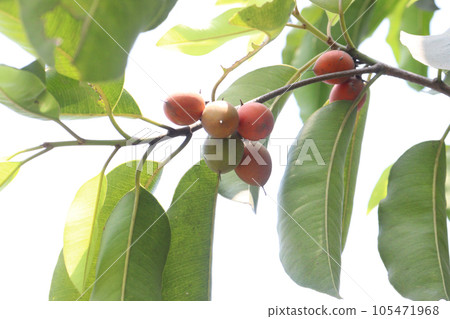 Mimusops elengi tree plant on nursery 105471968