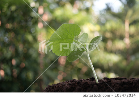 Luffa acutangula sprout plant growing Luffa acutangula sprout plant growing 105472034