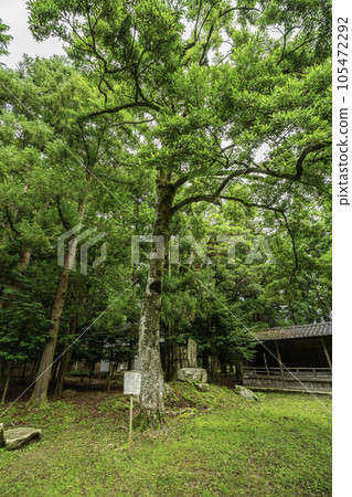 福井縣小浜市小浜若狹姬神社神樹 福井縣小浜市小浜若狹姬神社神樹 105472292