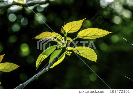 火紅的黃綠色梓樹新葉 105472301