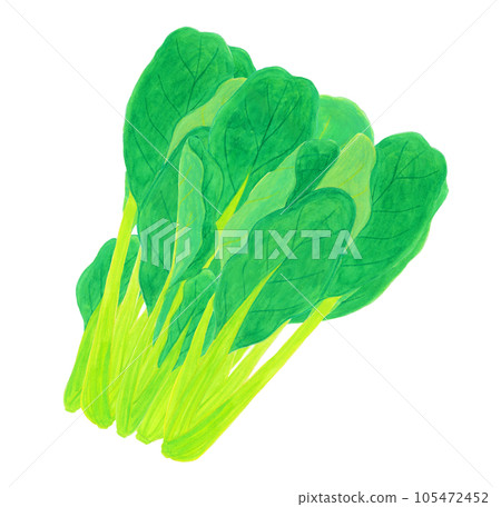 Komatsuna watercolor hand-painted illustration material Komatsuna watercolor hand-painted illustration material 105472452