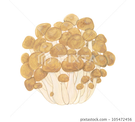 Shimeji mushroom watercolor hand-painted illustration material Shimeji mushroom watercolor hand-painted illustration material 105472456
