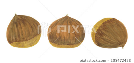 Chestnut watercolor hand-painted illustration material 105472458