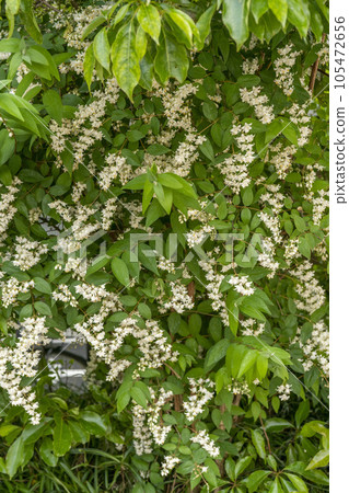 Bunkyo Ward, the white flowers of sky trees that make you feel early summer Bunkyo Ward, the white flowers of sky trees that make you feel early summer 105472656