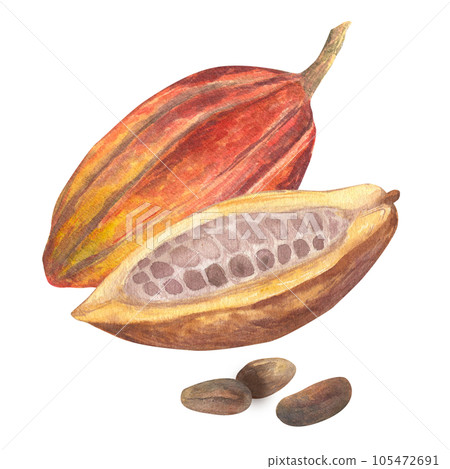 Watercolor illustration of cut cocoa fruit filled with cocoa seeds or beans. Isolated hand drawn illustration. Suitable for packaging design, menu 105472691