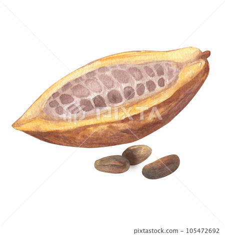Watercolor illustration of cut cocoa fruit filled with cocoa seeds or beans. Isolated hand drawn illustration. Suitable for packaging design, menu 105472692